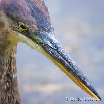 Heron Head_51554.jpg - Great Blue Heron (Ardea herodias) photographed at Ottawa, Ontario, Canada.